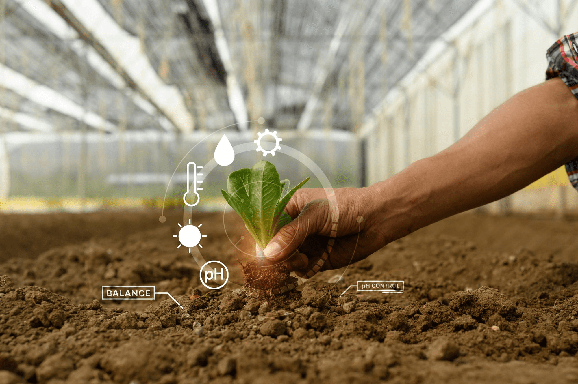 Hand planting a sprout under a greenhouse