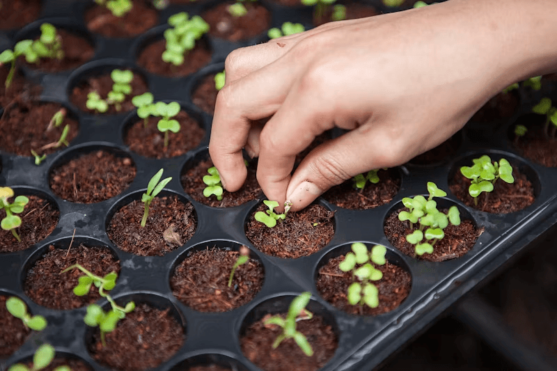 Young crop seedlings representing the next generation of agricultural solutions