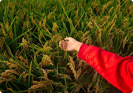 Sustainable agriculture field